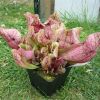 S. purpurea ssp venosa