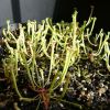 seedlings