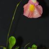 U. alpina x campbelliana