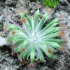 Drosera ordensis