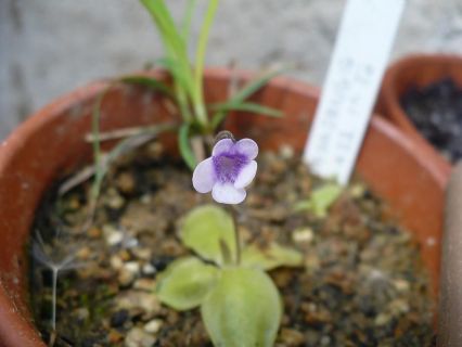 Pinguicula nevadensis front