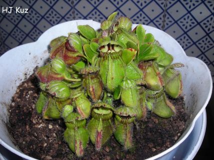 Cephalotus follicularis