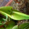S. purpurea 'veinless'