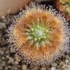 Drosera nitidula