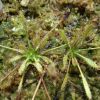 Drosera linearis