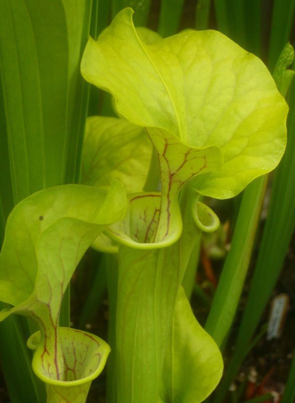 F49 S.flava var. flava - Santee Coastal Reserve SC