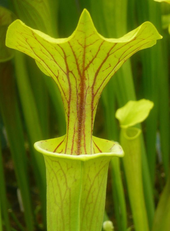 F49 S.flava var. flava - Santee Coastal Reserve SC