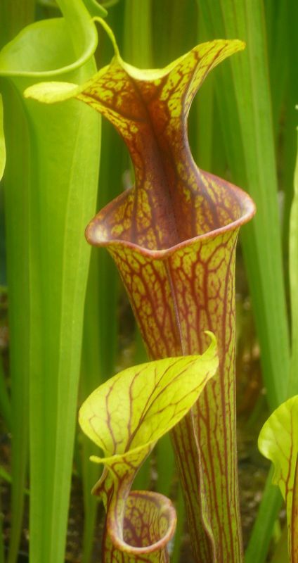 F50 S.flava var. ornata - Ben Hill County