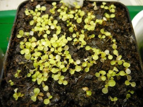 P grandiflora seedlings LED indoor