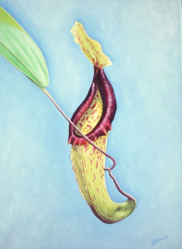 nepenthes maxima (2)