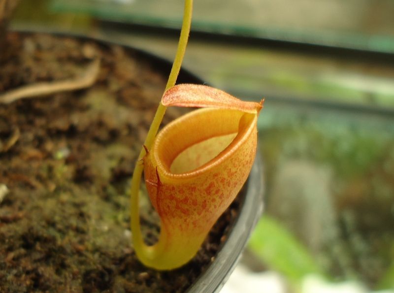 New pitcher of Nepenthes jamban