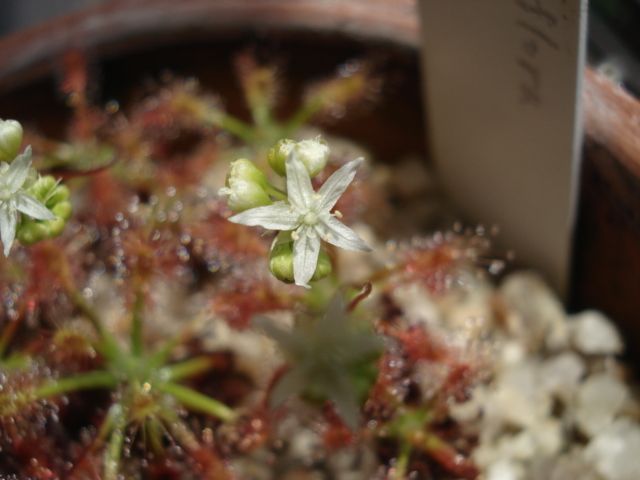 A flower of Drosera stellifora