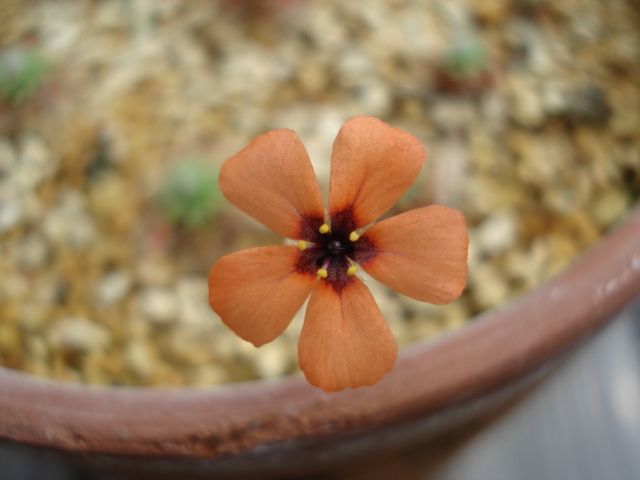 A flower of Drosera hyperostigma