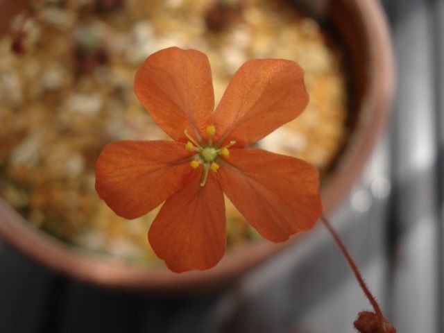 A flower of Drosera echinoblastus