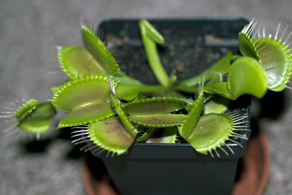 Dionaea B52