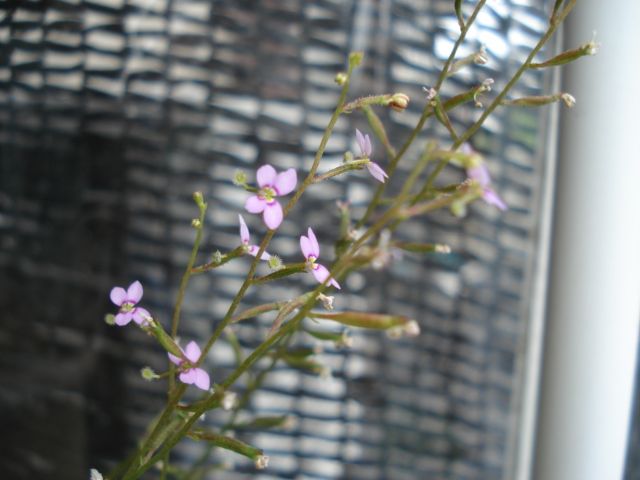 flowers of Stylidium debile (Frail triggerplant)