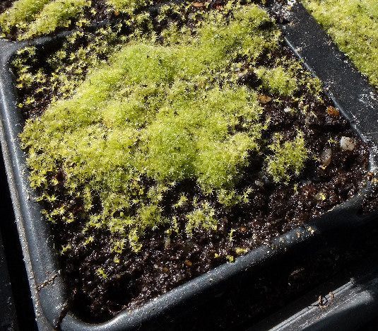 Drosera capensis 'alba' seedlings