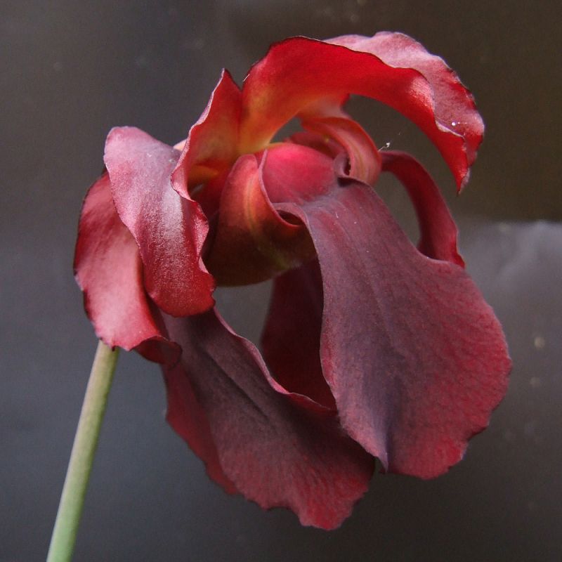 Sarracenia leucophylla X rubra ssp jonesii