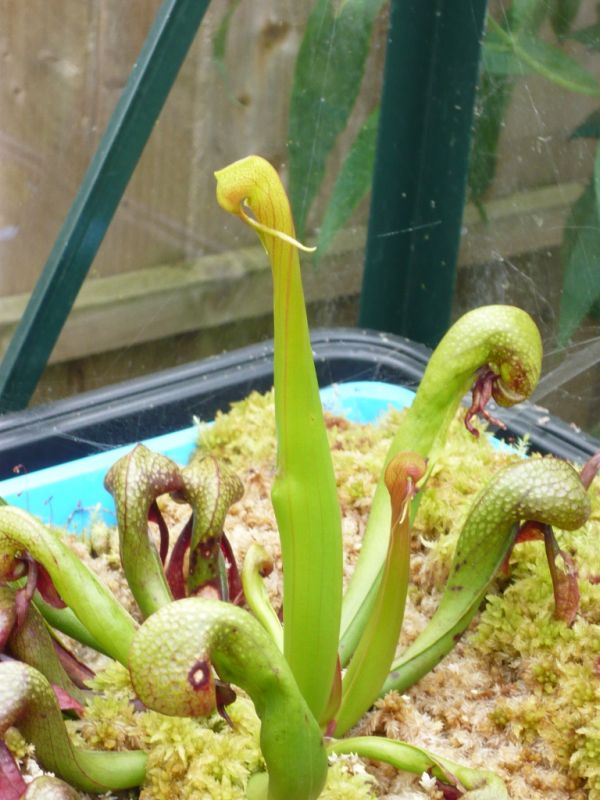 darlingtonia