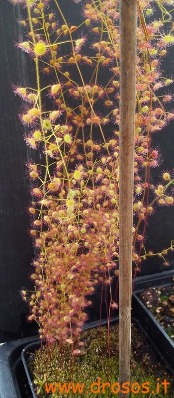 Drosera macrantha ssp macrantha