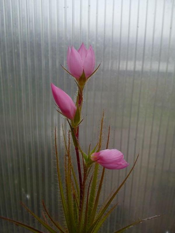 Flowering R. gorgonias