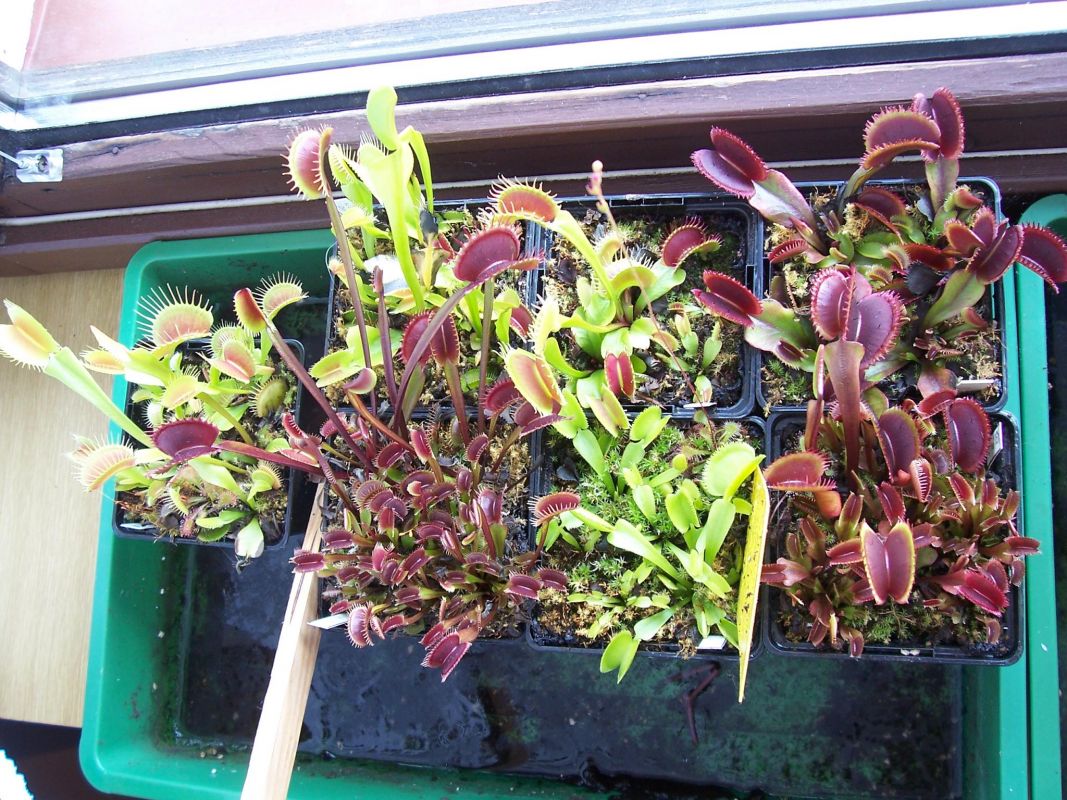VFT for sale