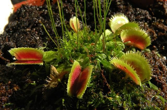 Dionaea muscipula `Sawtooth`