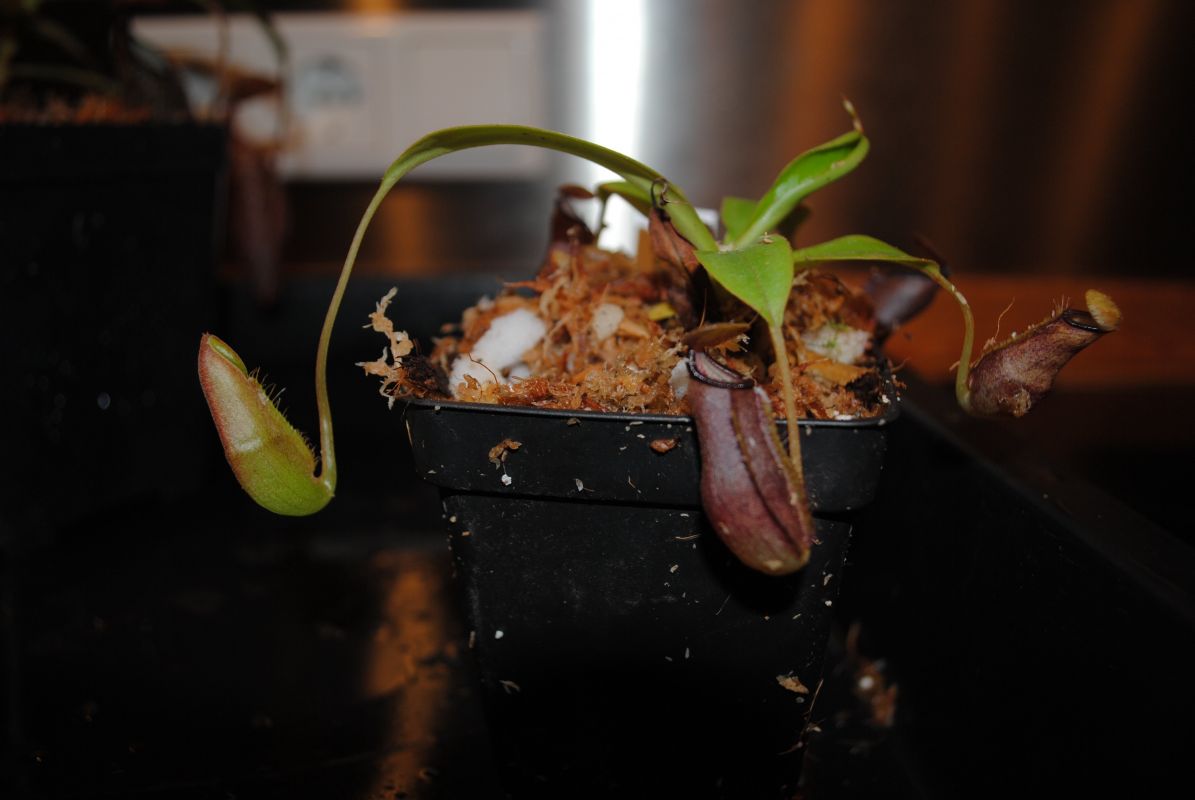 nepenthes seedlings