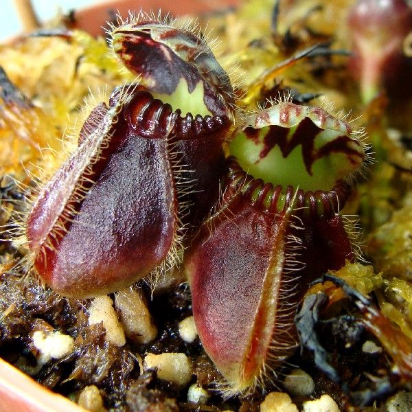 その他観葉植物 Cephalotus follicularis`GermanGiant' C.C その他観葉植物 Cephalotus follicularis`GermanGiant' C.C
