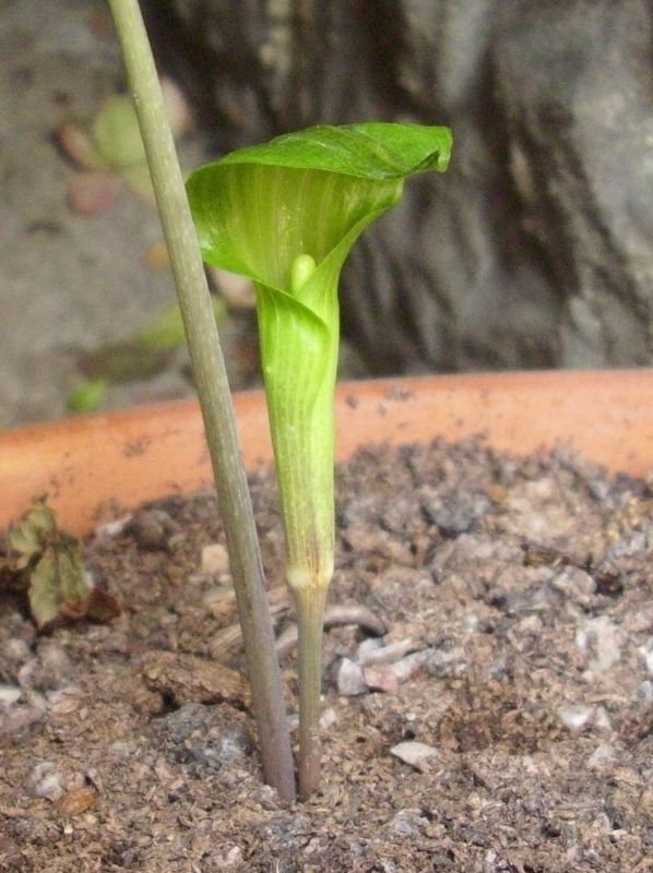 arisaema triphyllum 3