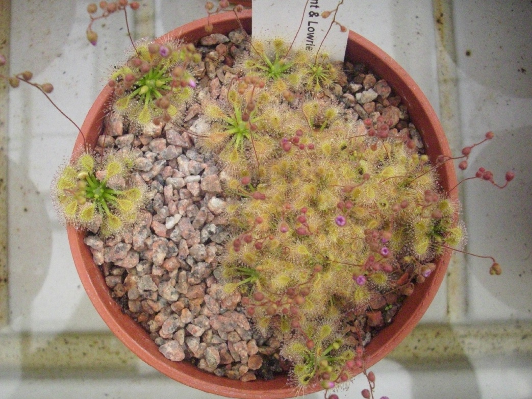 D. ericksoniae