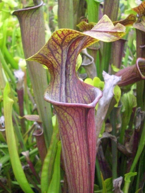 S. flava X alata