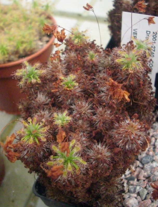 D. dichrosepala