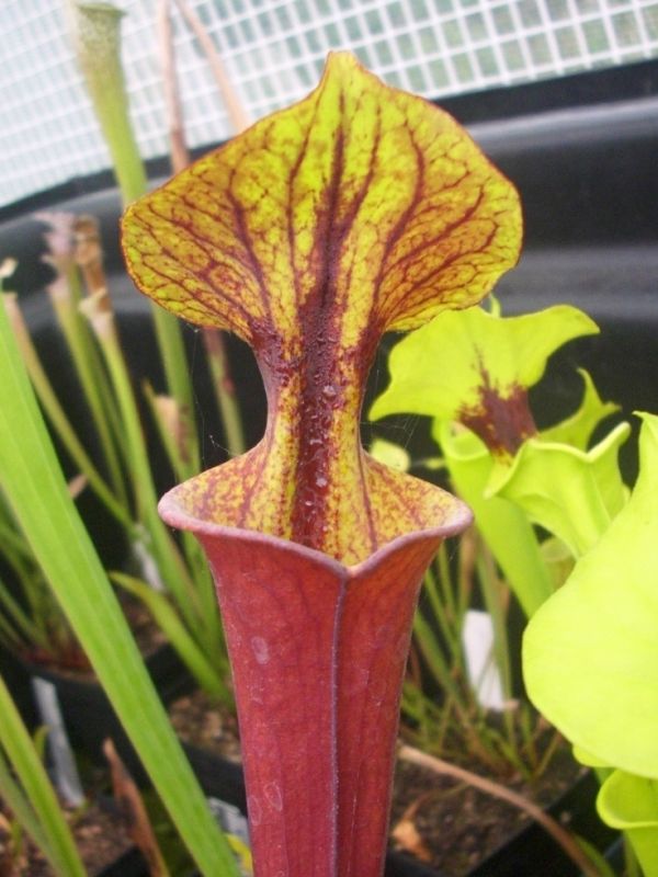 S. flava V. rubricorpa