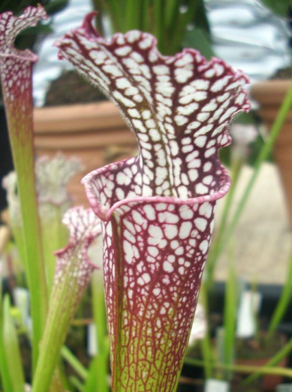 S. leucophylla