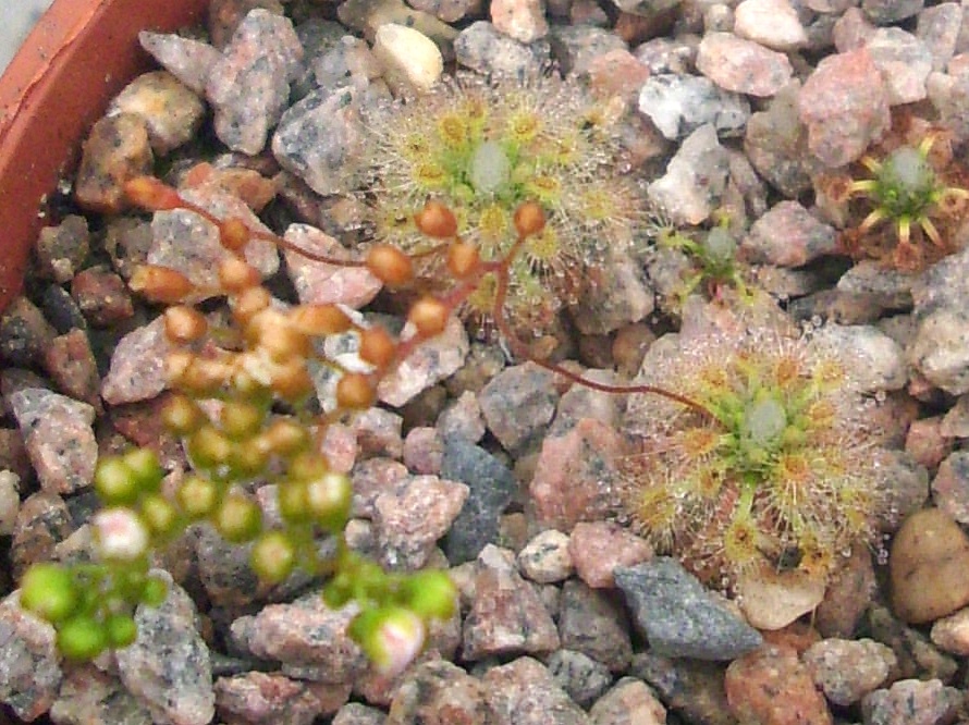 D. oreopodion