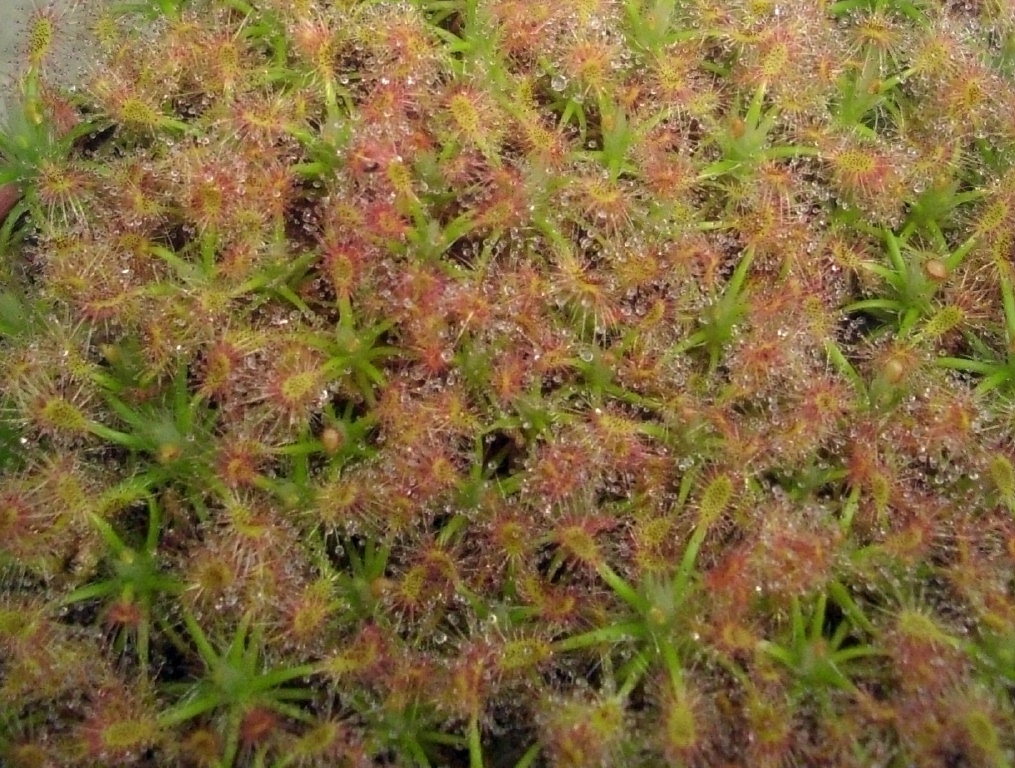 D. dichrosepala