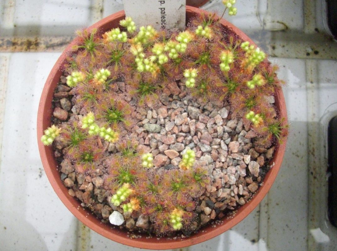 D. palacea ssp. palacea