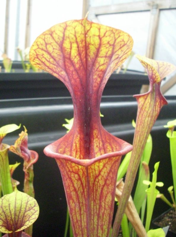 S. flava V. ornata