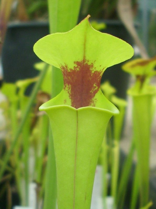 S. flava V. rugellii