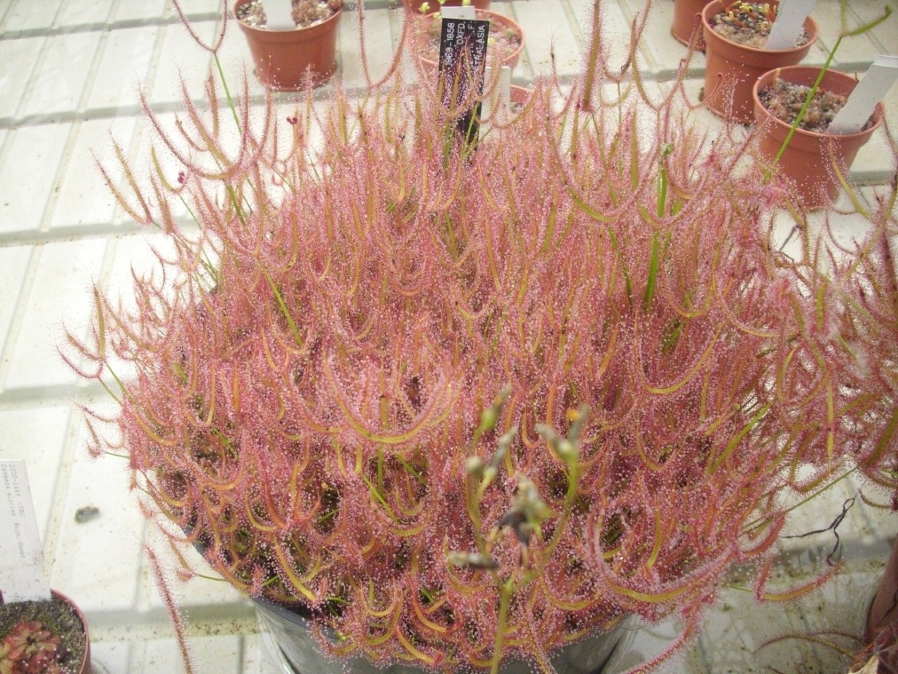 D. binata