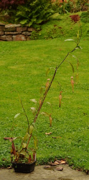 gallery_5296_377_110401.jpg