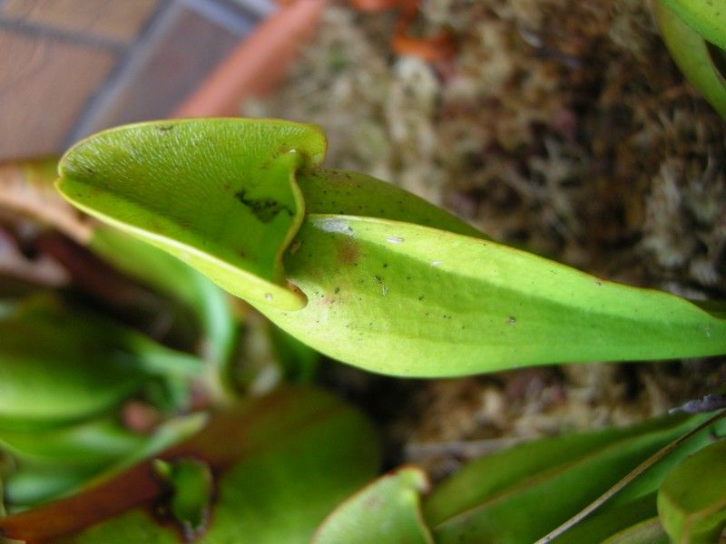 S. purpurea 'veinless'