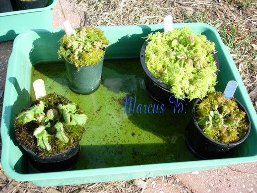 Leaf cuttings from 2008 b.JPG