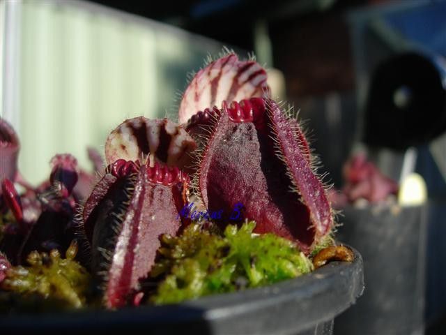 afternoon sun under the lid.JPG