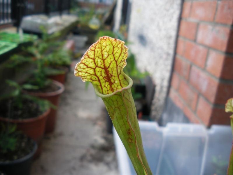 Sarracenia sp._04.jpg