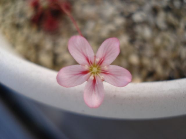 A flower of Drosera androsacea