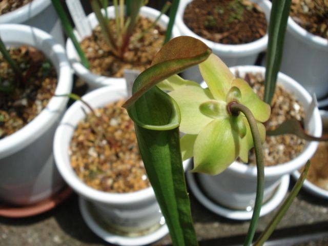 Sarracenia rubra subsp. wherryi
