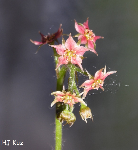 Drosera adelae flower