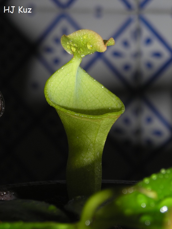 Nepenthes campanulata